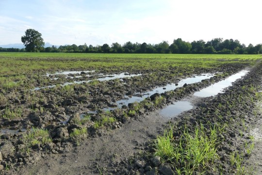 Ackerbrache für Kiebitze | © Vitus Hörfurter