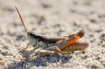 Kiesbankgrashüpfer | © Fabian Unger