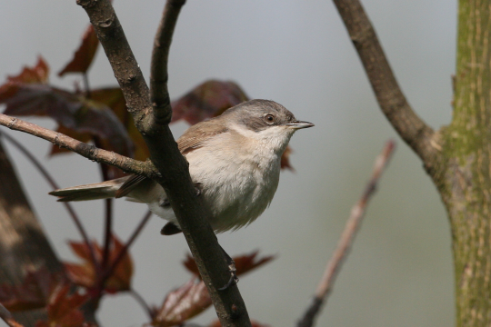 Klappergrasmücke auf einen Zweig | © Zdenek Tunka