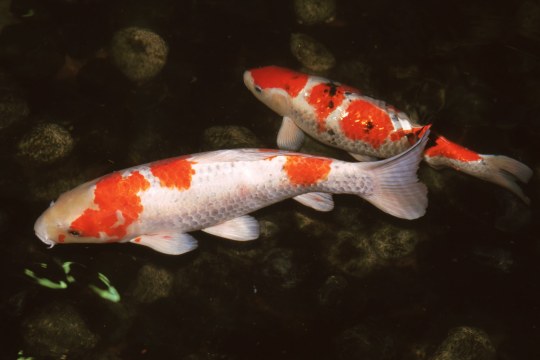 Zwei weiße Koi-Karpfen mit orangefarbenen und schwarzen Flecken im Wasser | © Andreas Hartl