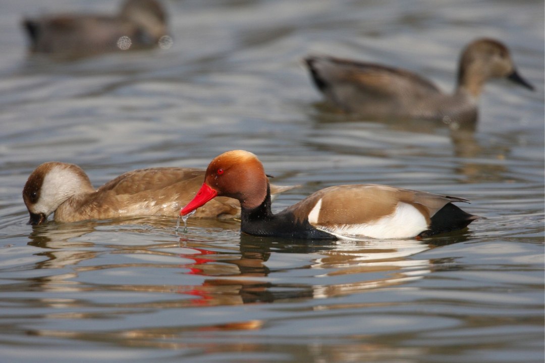 Kolbenenten | © Zdenek Tunka
