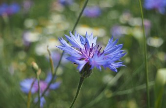 Kornblume in Blühfläche | © Franziska Wenger