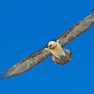 Kreisender Bartgeier am blauen Himmel | © Hansruedi Weyrich