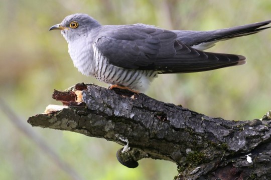 Kuckuck | © Dieter Hopf