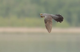 Kuckuck im Flug | © Gunther Zieger