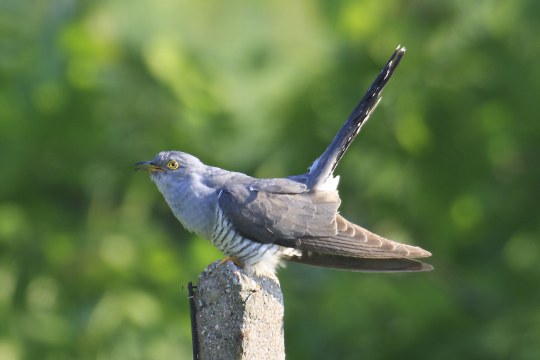 Kuckuck auf Steinansitz | © Heinz Tuschl