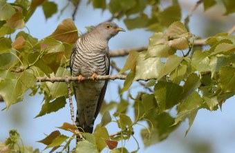 Kuckuck im Baum | © Herbert Henderkes