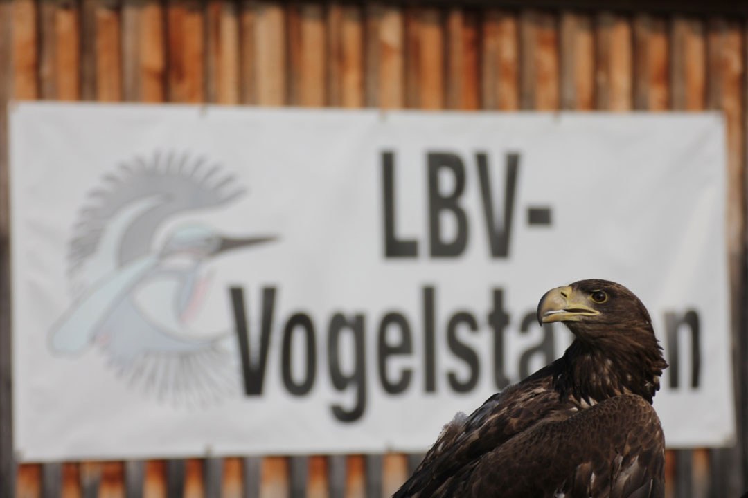 Adler vor der LBV-Vogelauffangstation Regenstauf | © LBV