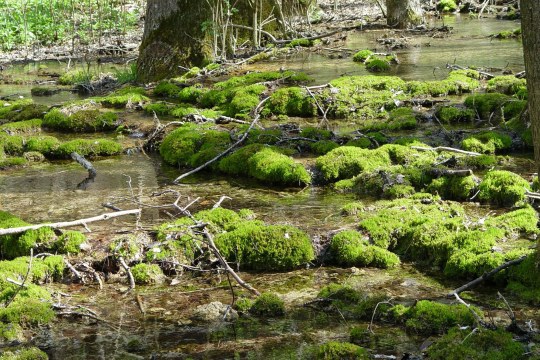 LBV-Schutzgebiet Kalktuffquellen | © Julia Römheld
