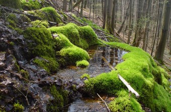 LBV-Schutzgebiet Kalktuffquellen | © Julia Römheld