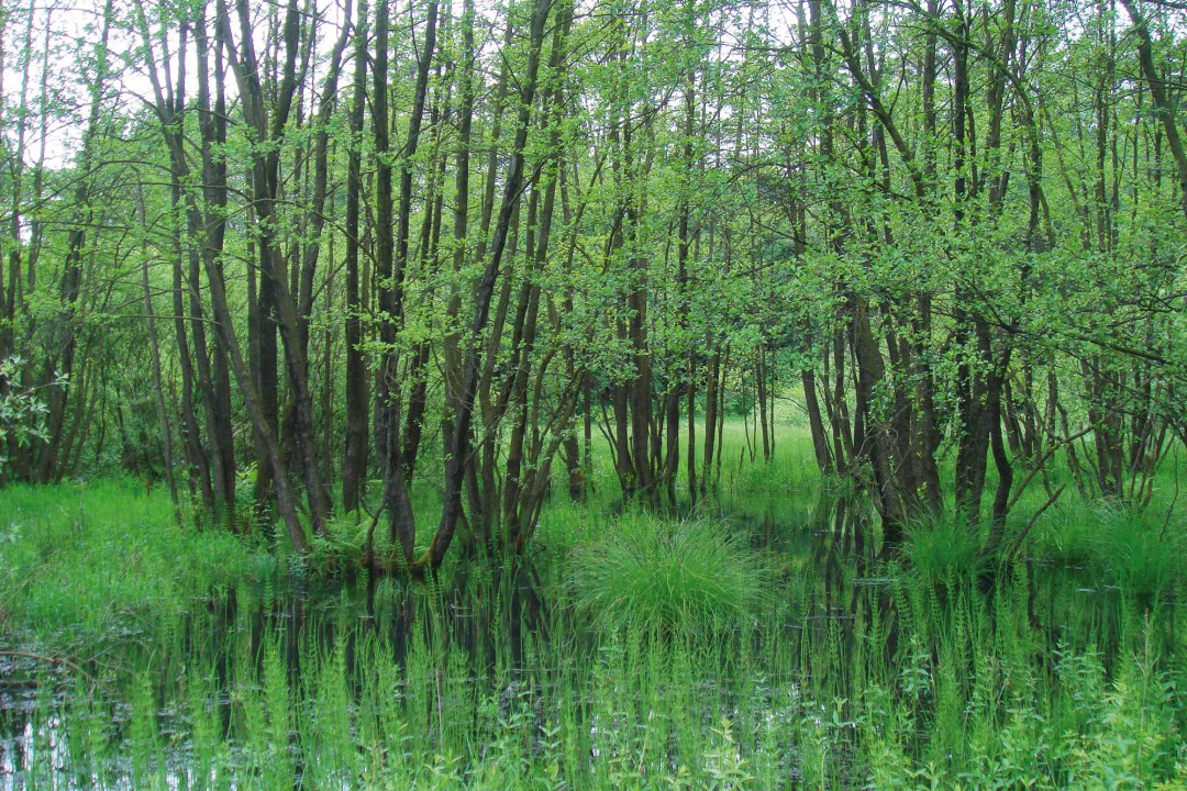 LBV-Schutzgebiet Lengenbachtal | © Julia Römheld