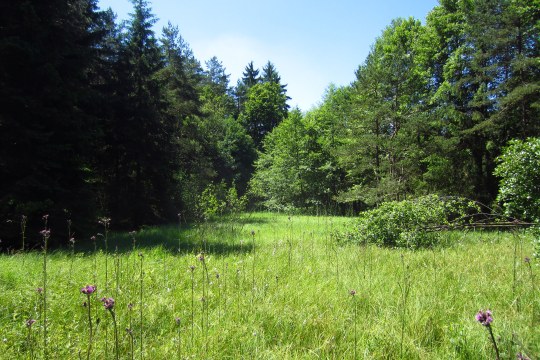 Niedermoor im LBV-Schutzgebiet Kragenroth | © I. Seegatz