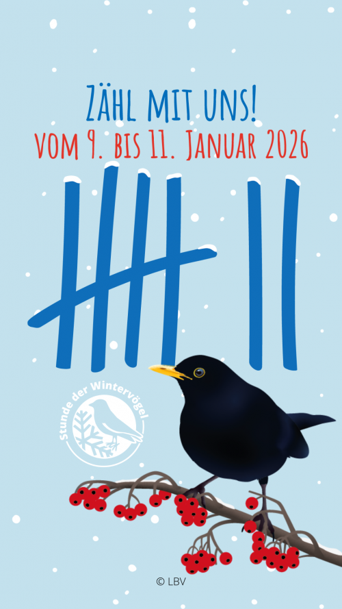 Instagram Story Stunde der Wintervögel