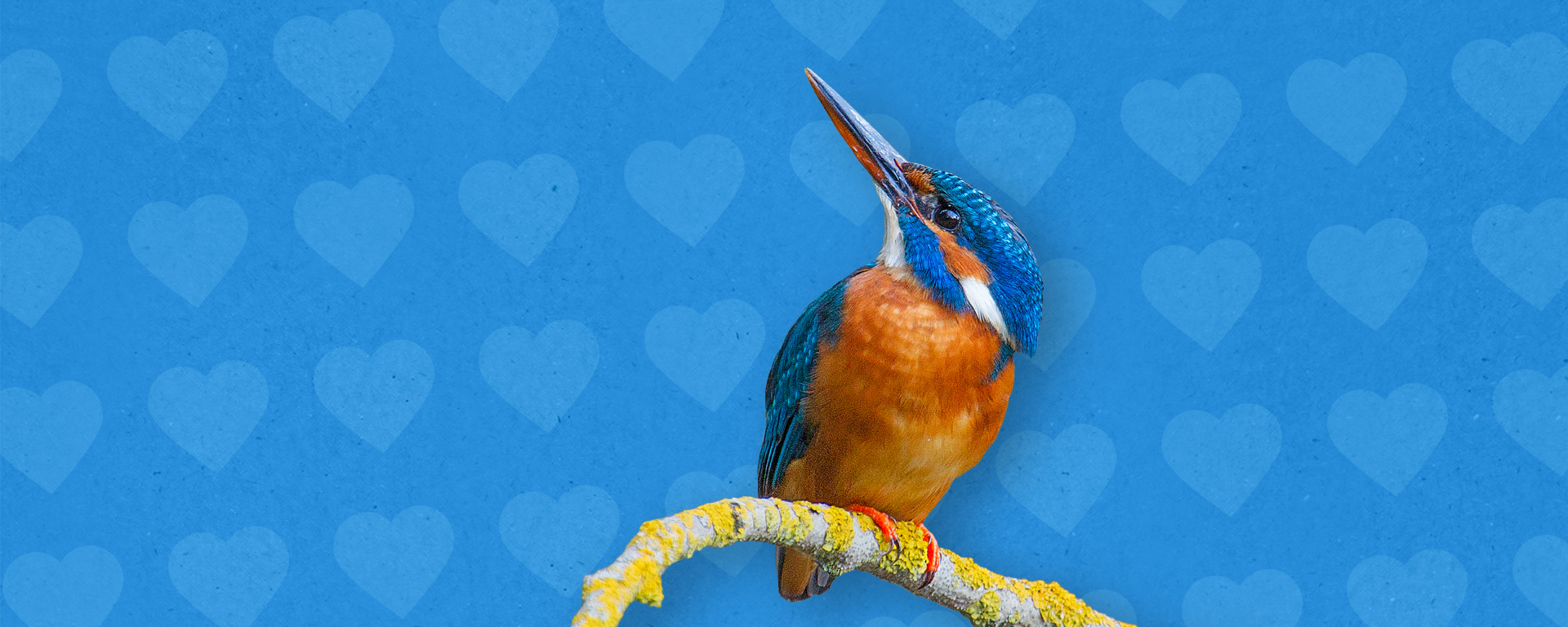 Eisvogel auf Ast mit blauem Hintergrund und Herzen