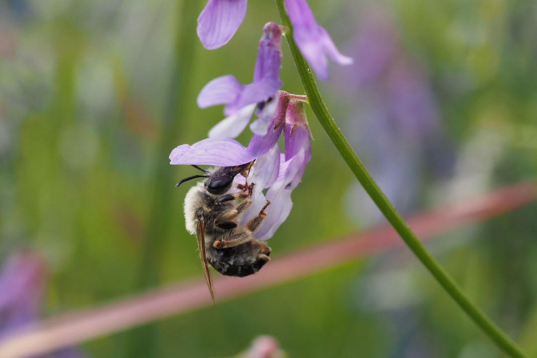 Eine Langhornbiene sammelt Nektar von einer lila Blume | © Tarja Richter
