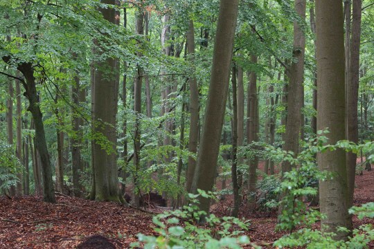 Buchendominierter Laubwald | © Stefan Masur