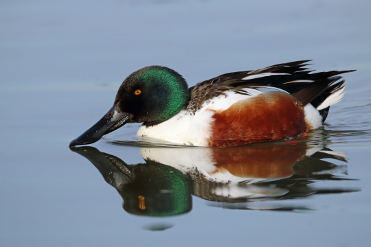 Löffelenten-Männchen auf dem Wasser |  © Frank Derer