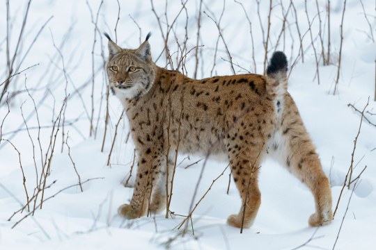Luchs im Schnee mit aufgestelltem Schwanz | © Christoph Bosch