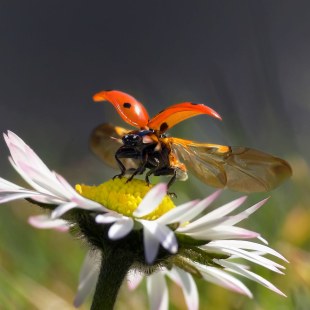 Marienkäfer | © Andreas Giessler
