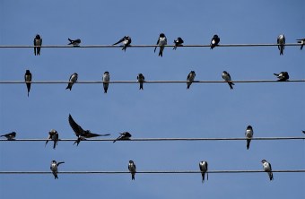 Rauchschwalben sitzen auf einer Stromleitung | © Nadia Baumgart