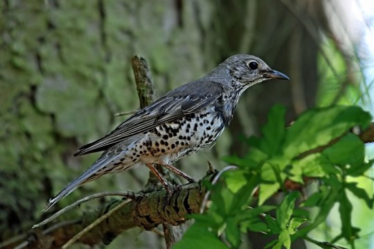 Misteldrossel auf einem Baum | © Dr. Anton Prestele