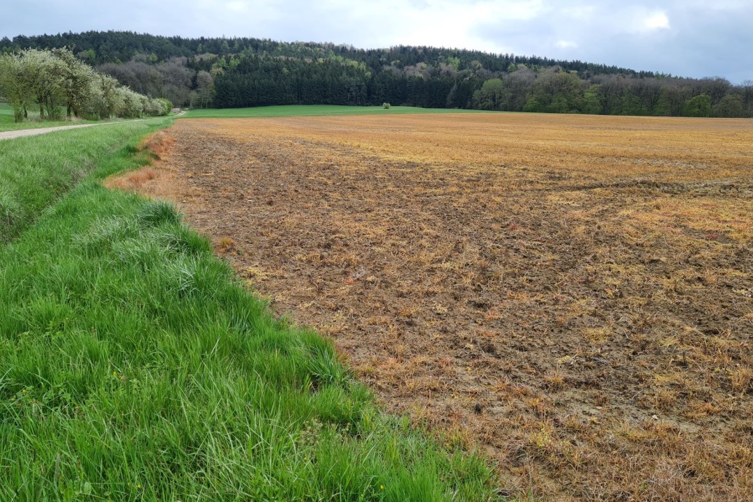 Mit Glyphosat behandelter Acker | © Norbert Schäffer