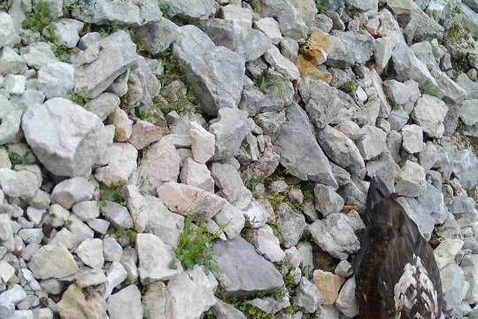 Nepomuk verstellt den Aufnahmewinkel | © Nationalparkverwaltung und LBV