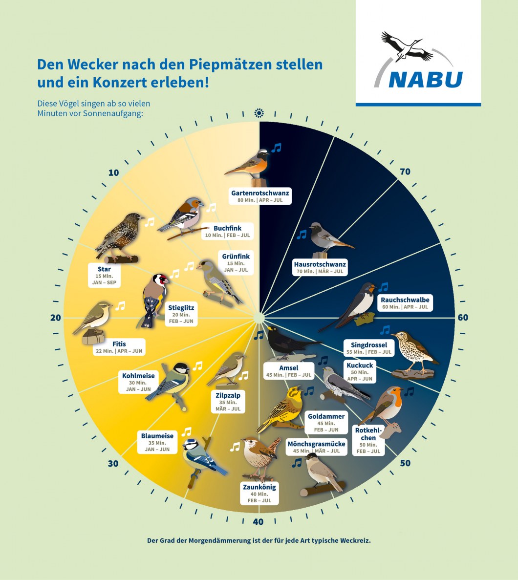 Vogeluhr des NABU, welcher Vogel wann singt | © NABU