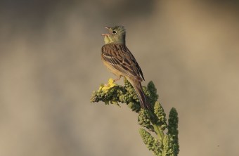 Ein Ortolan-Männchen sitzt singend auf einer Pflanze | © Heinz Tuschl