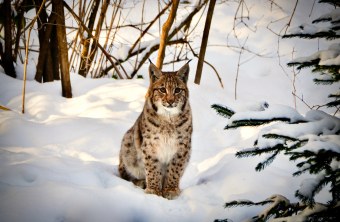 Luchs im Schnee | © Franziska Baur