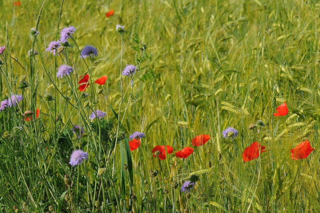 Ackerrain | © Eberhard Pfeuffer