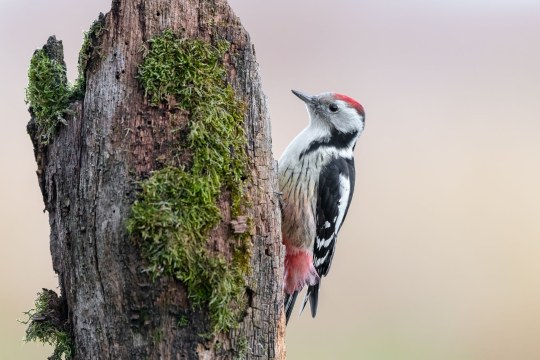 Mittelspecht am Totholz | © Marcus Meyer