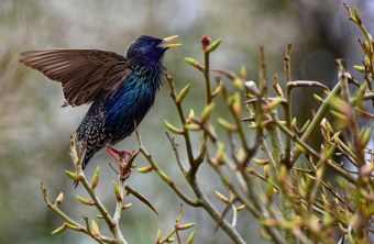 Star | © Manfred Schalk