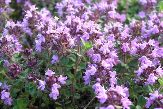 Sand-Thymian | © Christiane Geidel