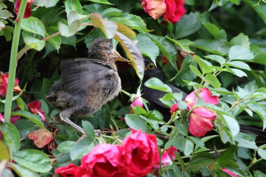 Amsel Altvogel mit Jungvogel | © Hans-Joachim Fünfstück