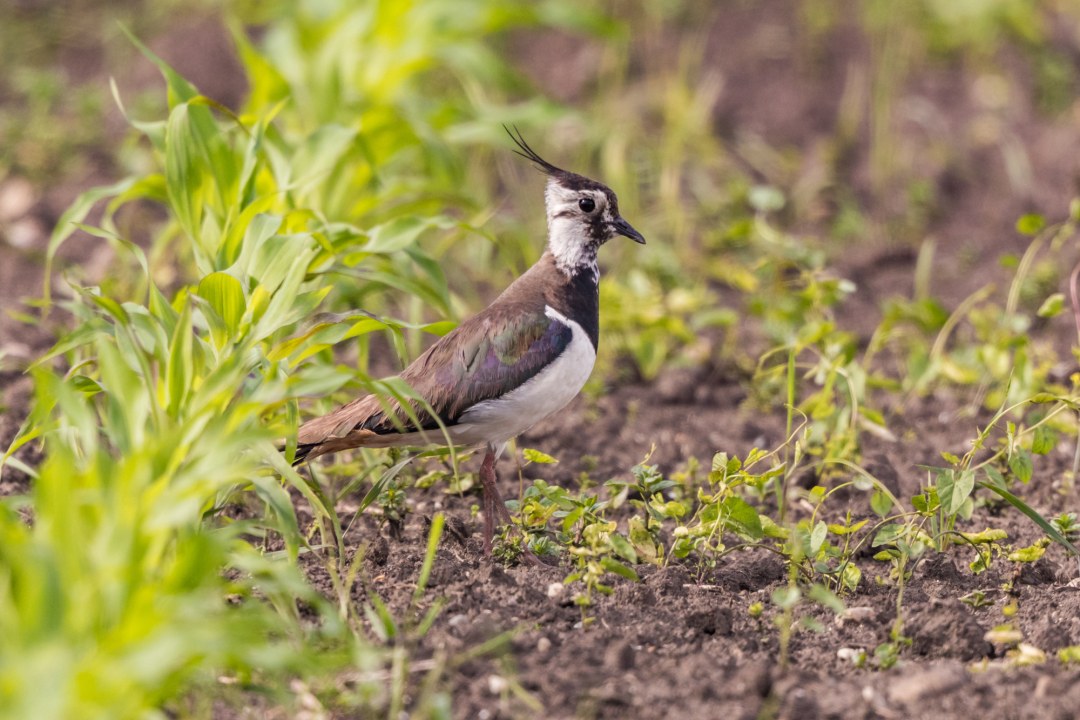 Kiebitz | © Andreas Hartl