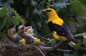 Pirol im Nest mit Jungvögeln | © D. Stahl