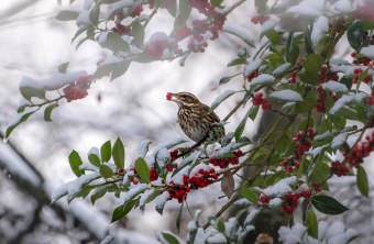 Rotdrossel | © Marie Brettschneider