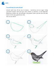 Zeichenanleitung Amsel