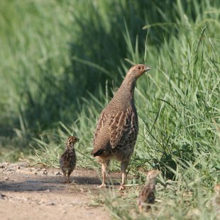Rebhuhn mit drei Jungvögeln auf einem Weg, daneben hohes, grünes Gras | © Zdenek Tunka
