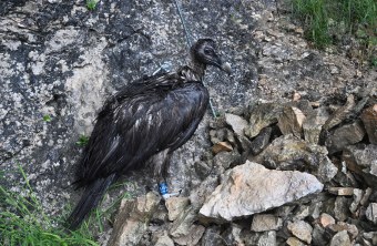 Die durchnässte Recka |© Hansruedi Weyrich