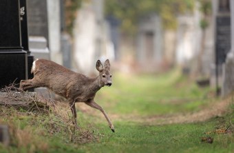 Reh auf Friedhof | © Stefan Masur