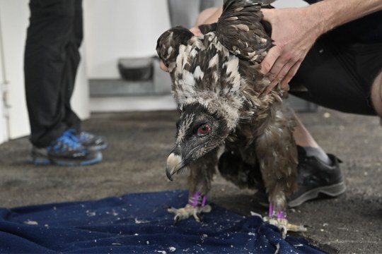 Ringe der Bartgeier |  © Hansruedi Weyrich