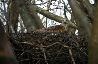 Rotmilan sitzt in einem großen Nest, was auf einem Baum gebaut wurde | © Kurt Wüthrich