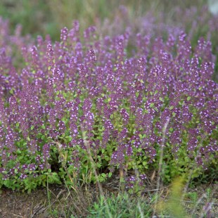 Sandthymian | © Carola Bria