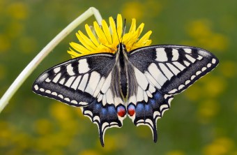 Schwalbenschwanz | © Marcus Bosch