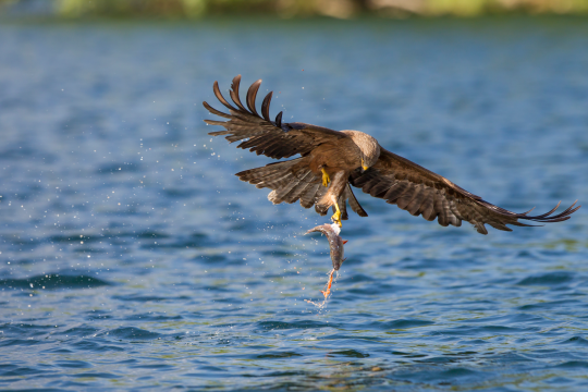 Schwarzmilan hat überm See einen Fisch gefangen | © Marcus Bosch