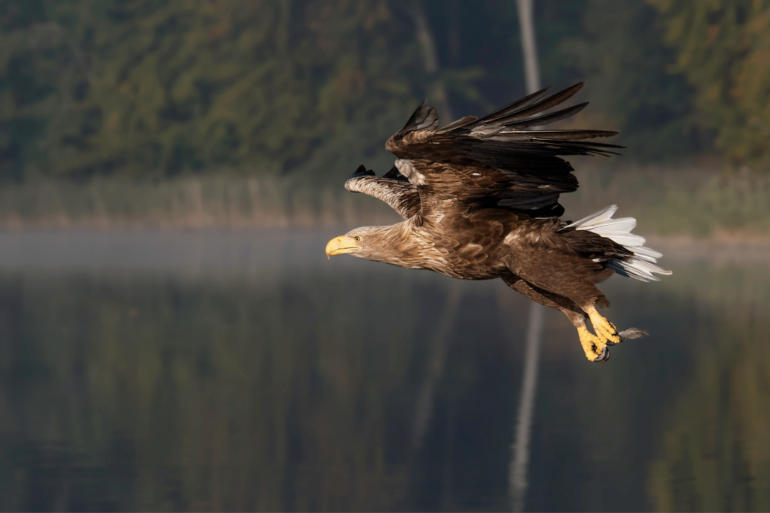 Seeadler | © Gunther Zieger