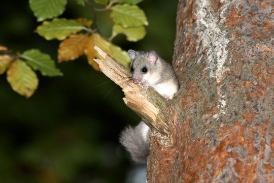 Siebenschläfer auf einem Baum | © Frank Derer