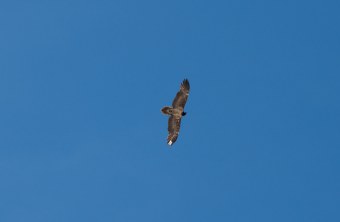 Sisi im Juli 2024 | © Franziska Abegglen